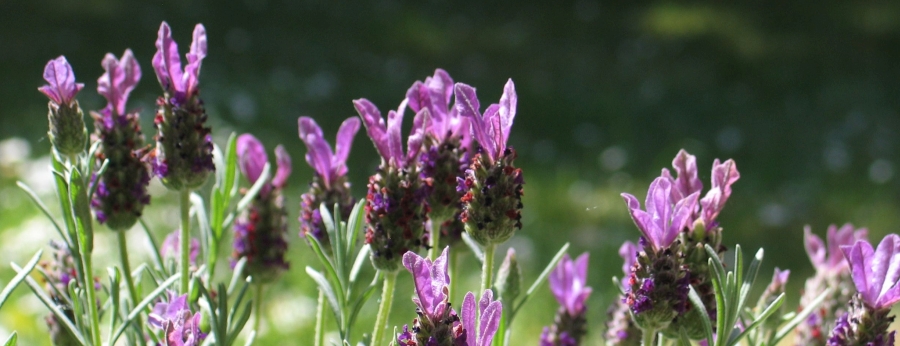 lila-blumen-900.3.618a86dfe0c78